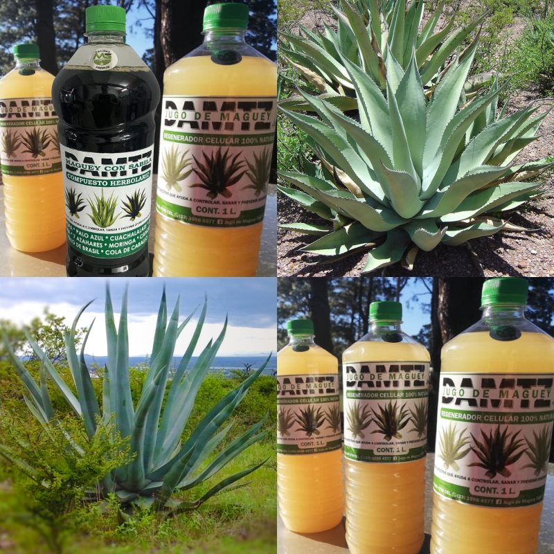 beneficios del jugo de maguey